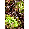 Lactuca sativa romana Romana-Salat 12 Ro