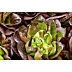 Lactuca sativa romana Romana-Salat 12 Ro