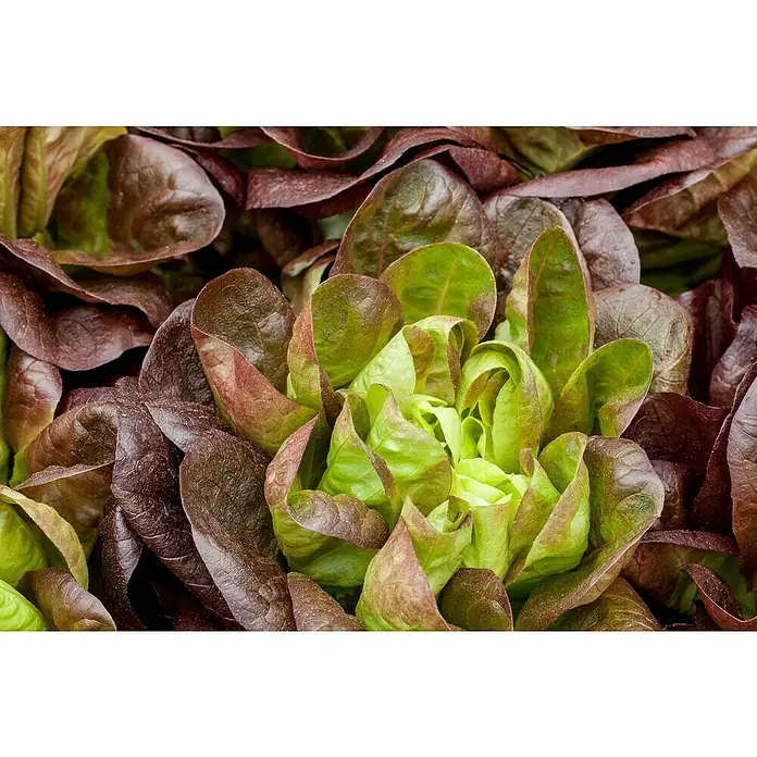 Piardino Lechuga romana - Lact. Sativa 'Romana' - Primer plano de lechuga romana roja fresca con vibrantes toques verdes, perfecta para ensaladas saludables y creaciones culinarias.