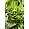 Lactuca sativa romana Romana-Salat 12 Ro