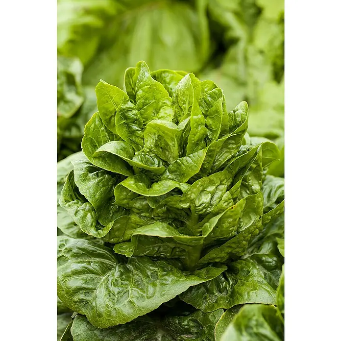 Piardino Lechuga romana - Lact. Sativa 'Romana' - Primer plano de lechuga romana fresca y verde en el huerto. La verdura crujiente promete un placer saludable y delicioso.