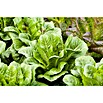 Lactuca sativa romana Romana-Salat 12 Ro