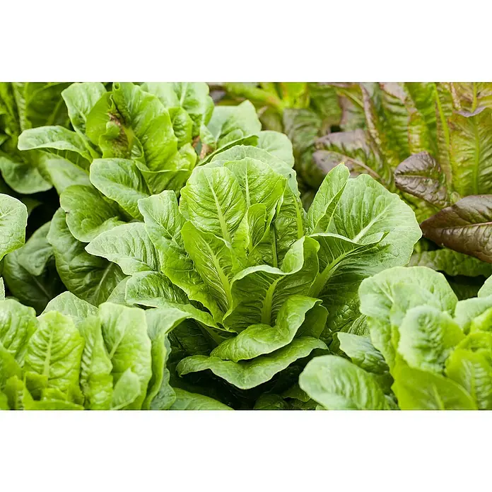 Piardino Lechuga romana - Lact. Sativa 'Romana' - Primer plano de lechuga romana fresca y verde que crece en un campo. Ingrediente sano y crujiente para ensaladas.