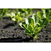 Lactuca sativa romana Romana-Salat 12 Ro