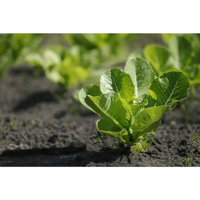 Piardino Lechuga romana - Lact. Sativa 'Romana' - Primer plano de una plántula de lechuga romana verde en el jardín, con aspecto fresco y lista para cosechar. Las hojas son crujientes y suculentas.