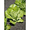 Lactuca sativa romana Romana-Salat 12 Ro