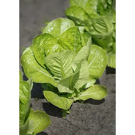 Piardino  Lechuga romana