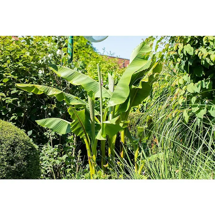 Piardino Bananenstaude - Musa basjoo - Üppige Bananenstaude in einem Garten, die mit ihren großen, grünen Blättern und dem dichten Bewuchs eine tropische Atmosphäre schafft.