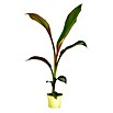 Platanero (Musa basjoo, Tamaño de maceta: 19 cm) | BAUHAUS