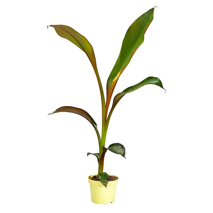 Platanero - Musa basjoo, Tamaño de maceta: 19 cm - Esta decorativa planta de plátano rojo enano en maceta amarilla es un verdadero punto de atracción y aporta un toque tropical a cualquier habitación.