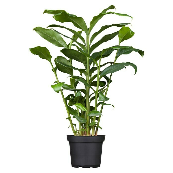 Elettaria cardamomum12