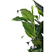 Elettaria cardamomum12