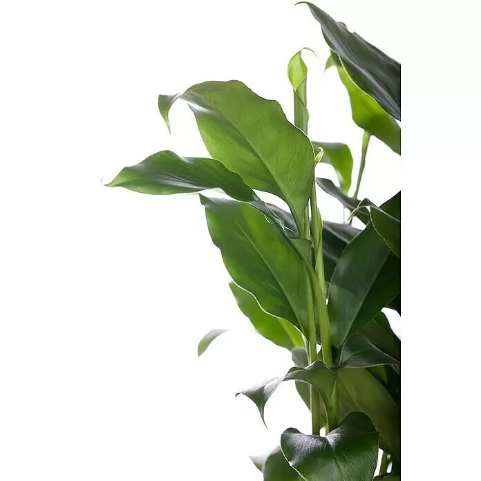 Blu Bio Malabarkardamom - Elettaria cardamom, Topfgröße: 12 cm - Nahaufnahme von leuchtend grünen Pflanzenblättern, mit einem neuen Blatt, das sich entfaltet.