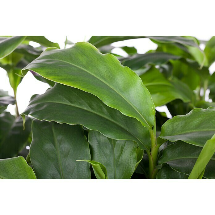 Elettaria cardamomum12