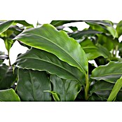 Elettaria cardamomum12
