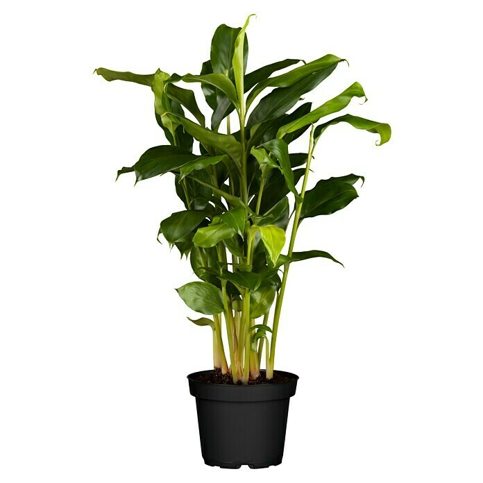 Elettaria cardamomum12