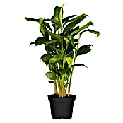 Elettaria cardamomum12