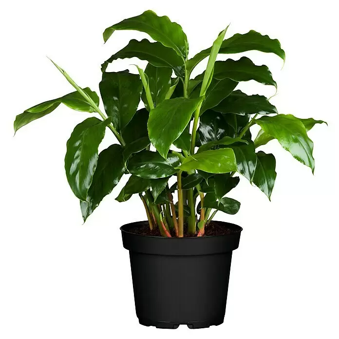 Blu Bio Malabarkardamom - Elettaria cardamom, Topfgröße: 12 cm - Üppige grüne Topfpflanze mit großen Blättern und rötlichen Stielen in einem schwarzen Plastiktopf.