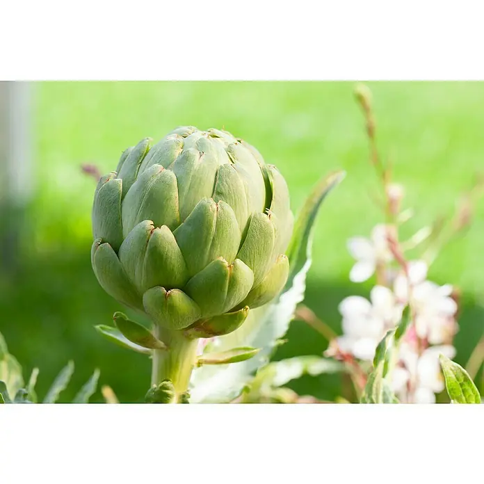 Artischocke Bio - Cynara scolymus, 12 cm, Erntezeit: Juli - Nahaufnahme einer Artischocke im Garten, die ihre grünen Blätter und Textur hervorhebt. Im Hintergrund sind Blumen und grünes Gras zu sehen.