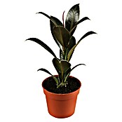 Ficus elastica 19 i.S. gem.