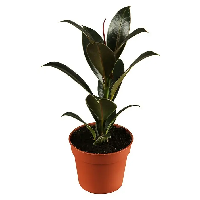 Piardino Gummibaum - Ficus elastica, Topfgröße: 19 cm - Ein satter, burgunderroter Gummibaum 'Burgundy' in einem einfachen Terrakotta-Topf, der einen eleganten Akzent auf jedem Tisch oder Fensterbrett setzt.
