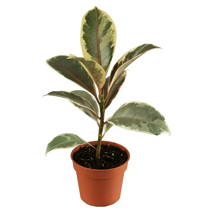 Piardino Gummibaum - Ficus elastica, Topfgröße: 19 cm - Ein Gummibaum 'Tineke' im Topf, mit seinen markanten, panaschierten Blättern, die jeden Raum aufhellen. Ideal für drinnen, pflegeleicht.