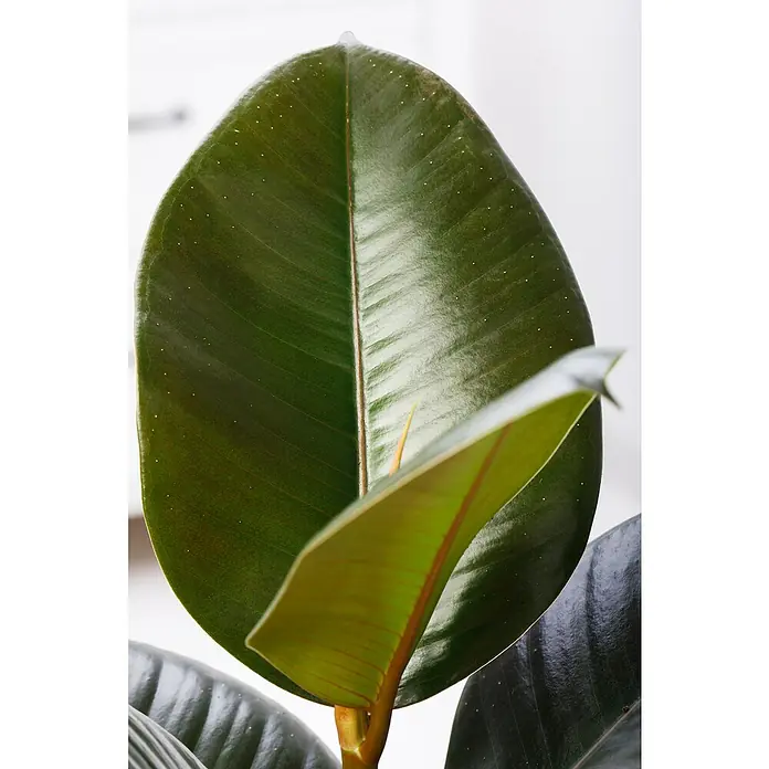 Piardino Gummibaum in Sorten - Ficus elastica, Topfgröße: 27 cm - Nahaufnahme eines glänzenden, dunkelgrünen Blattes einer Gummibaumpflanze, das die satte Farbe und Textur der Pflanze hervorhebt.