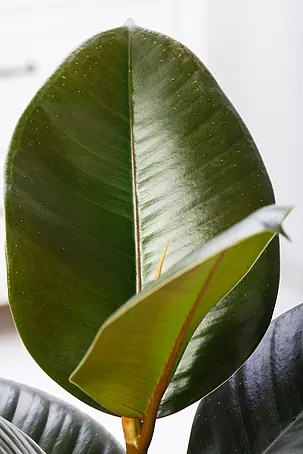 Ficus online kaufen