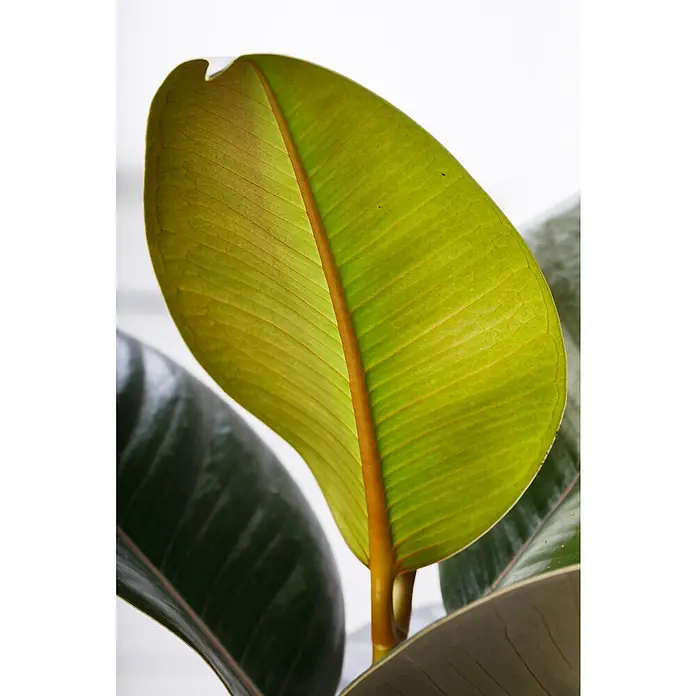 Piardino Gummibaum in SortenFicus elastica, Topfgröße: 27 cm - Nahaufnahme eines jungen, hellgrünen Blattes des Gummibaums, das sich durch seine glatte Textur und den markanten Mittelner auszeichnet.