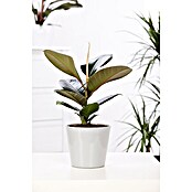 Ficus elastica 19 i.S. gem.