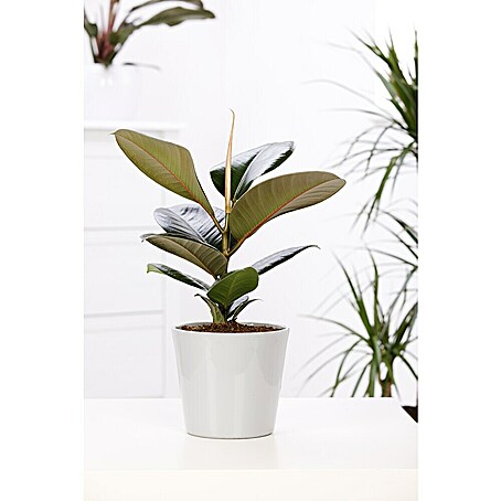 fertilizer for monstera plant Monstera Plant Food  Enriched, Bioavailable Liquid Fertilizer