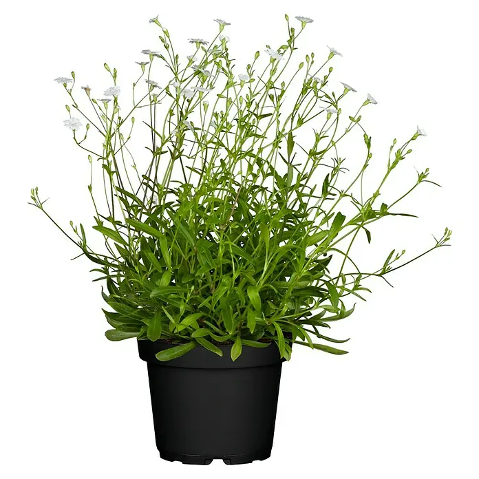 Piardino Clavel de monte - Tamaño de maceta: 13 cm - Una planta en maceta con hojas verdes y pequeñas flores blancas, sobre un fondo negro en una maceta negra elegante.