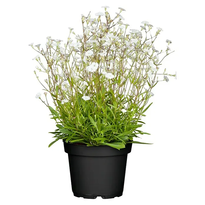 Piardino Clavel de monte - Tamaño de maceta: 13 cm - Elegante planta de velo de novia en maceta negra, ideal para balcón o jardín, aportando color fresco y belleza natural a cualquier espacio.