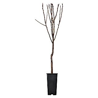 Piardino Obstbaum (Zwergobst verschiedene Sorten, Topfgröße: 9 cm)
