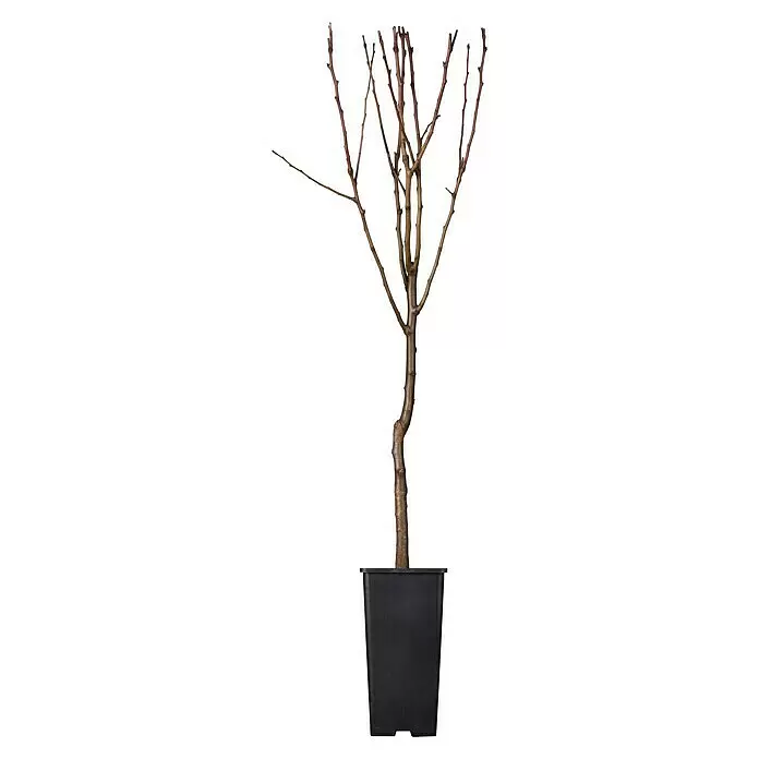Piardino Obstbaum - Zwergobst verschiedene Sorten, Topfgröße: 9 cm - Kahl verzweigter junger Baum in einem schwarzen Topf, mit Stamm und vielen schlanken, braunen Ästen ohne Blätter.
