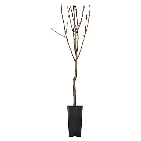 Piardino  Obstbaum