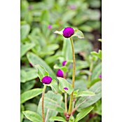 Gomphrena globosa 12