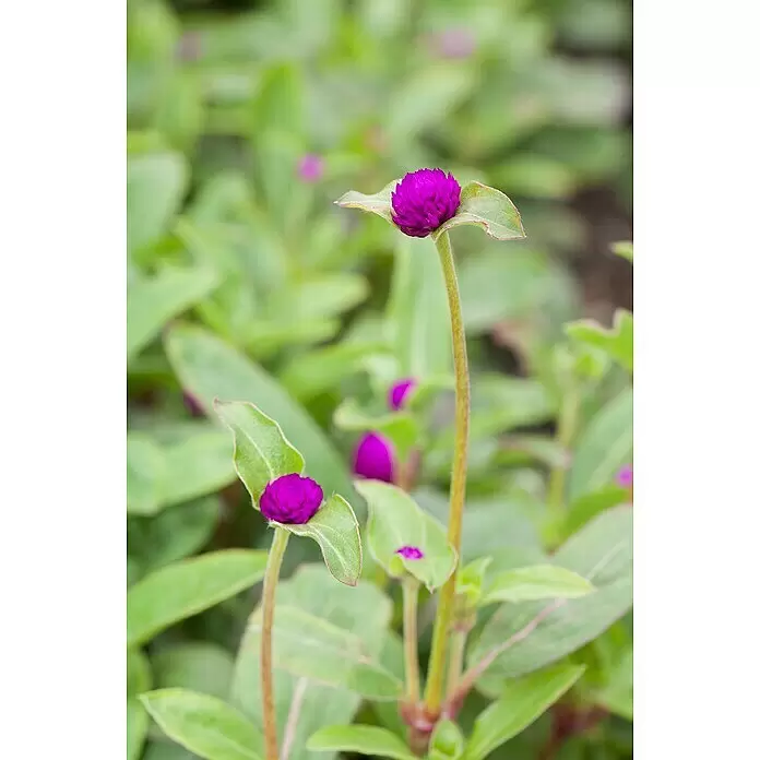 Piardino Kugelamarant - Gomphrena globosa, Topfgröße: 12 cm, Sortenabhängig - Detailaufnahme