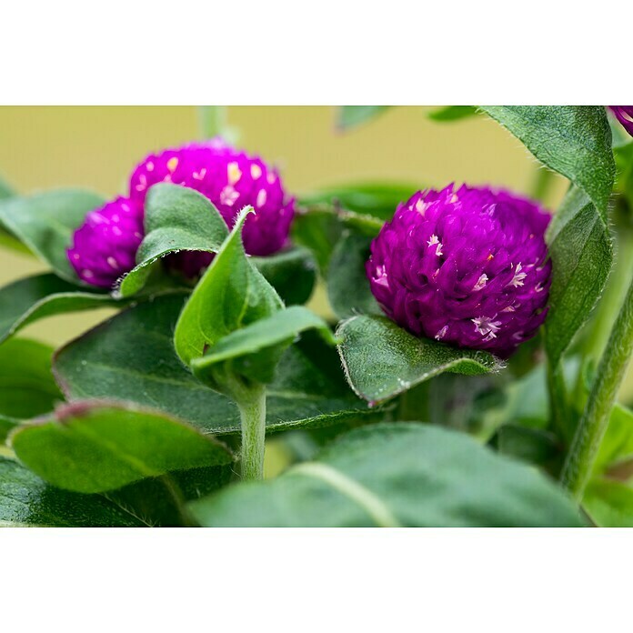 Gomphrena globosa 12