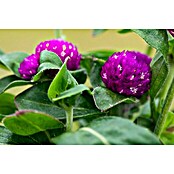 Gomphrena globosa 12