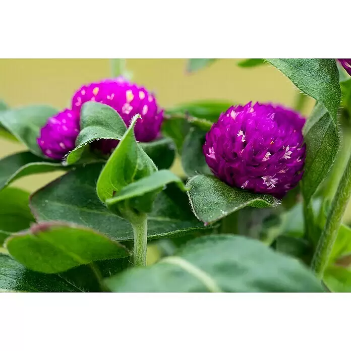 Piardino Kugelamarant - Gomphrena globosa, Topfgröße: 12 cm, Sortenabhängig - Detailaufnahme