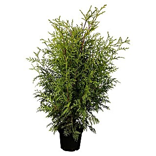Piardino Lebensbaum (Thuja occidentalis 'Brabant', Topfvolumen: 10 l, Aktuelle Wuchshöhe: 100 cm - 125 cm)