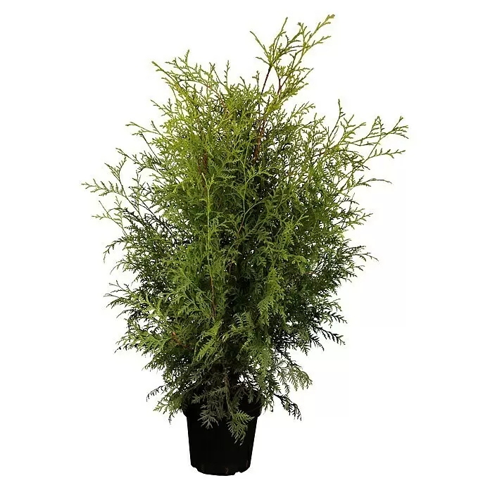 Piardino Lebensbaum Brabant - Thuja occidentalis 'Brabant', Aktuelle Wuchshöhe: 100 cm - 125 cm - Vorderansicht