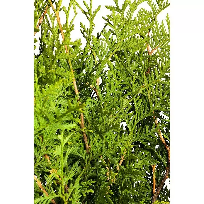 Piardino Lebensbaum Brabant - Thuja occidentalis 'Brabant', Aktuelle Wuchshöhe: 100 cm - 125 cm - Detailaufnahme