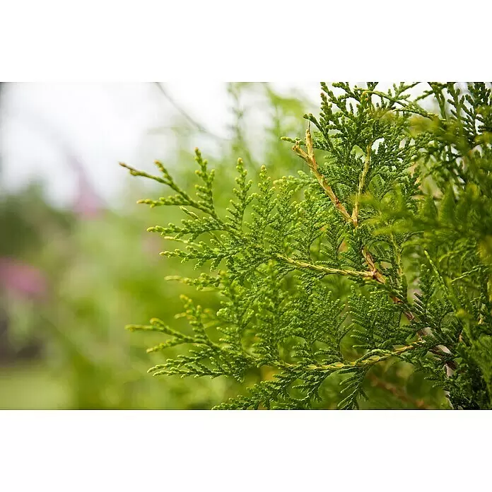 Piardino Lebensbaum Brabant - Thuja occidentalis 'Brabant', Aktuelle Wuchshöhe: 100 cm - 125 cm - Detailaufnahme