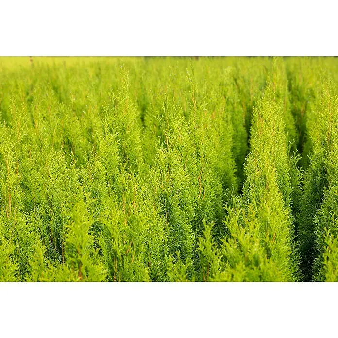 Piardino Lebensbaum Brabant - Thuja occidentalis 'Brabant', Aktuelle Wuchshöhe: 100 cm - 125 cm - Ein Feld mit vielen kleinen, hellgrünen Lebensbäumen, die dicht an dicht stehen und eine grüne Fläche bilden.