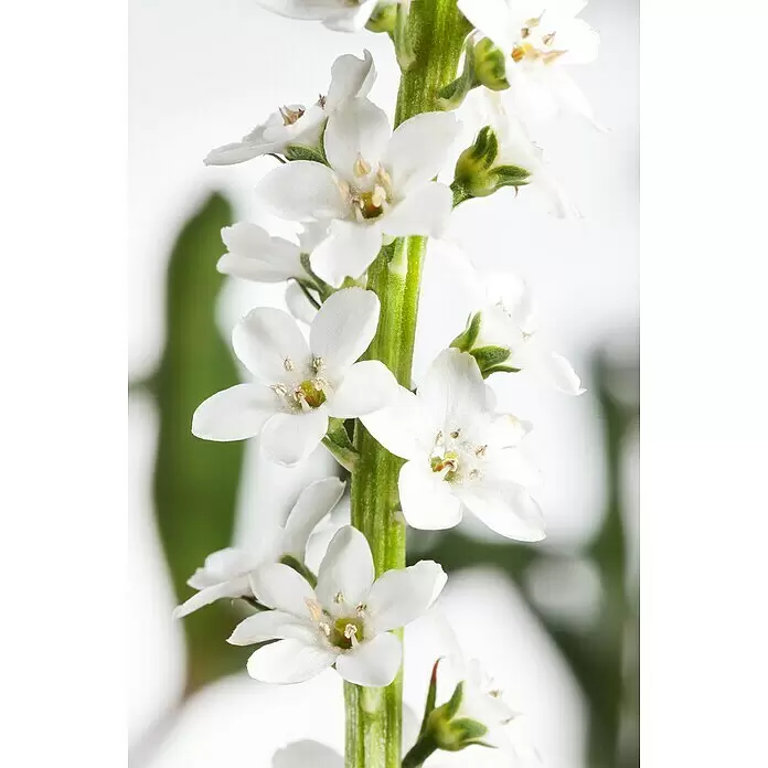 Piardino Felberich - Lysimachia fortunei Autumn Snow, Topfgröße: 13 cm, Weiß - Nahaufnahme kleiner weißer Blüten mit gelben Zentren an einem leuchtend grünen Stiel, vertikal angeordnet.