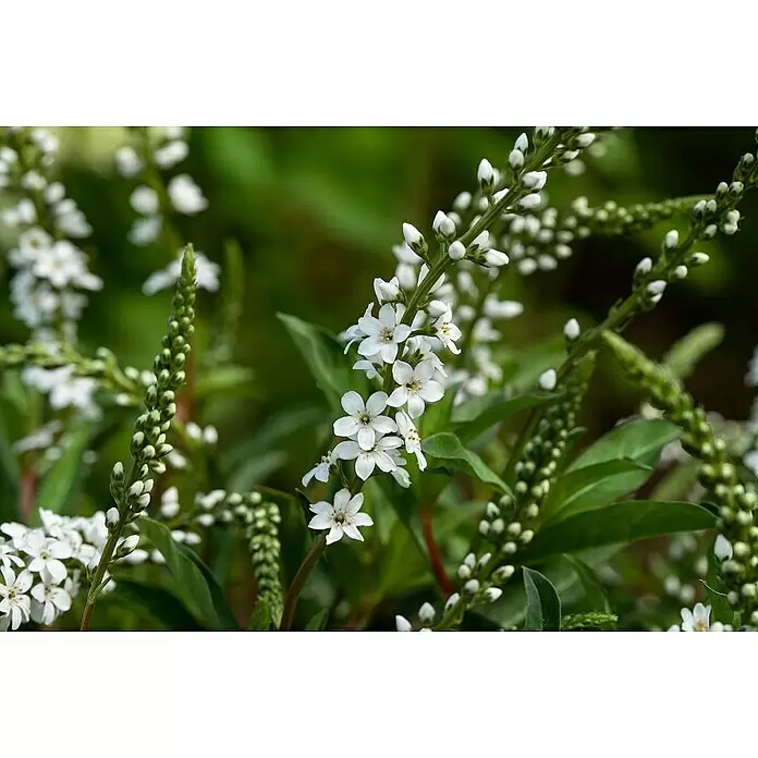 Piardino Felberich - Lysimachia fortunei Autumn Snow, Topfgröße: 13 cm, Weiß - Weiße sternförmige Blüten blühen und knospen an grünen Stielen.
