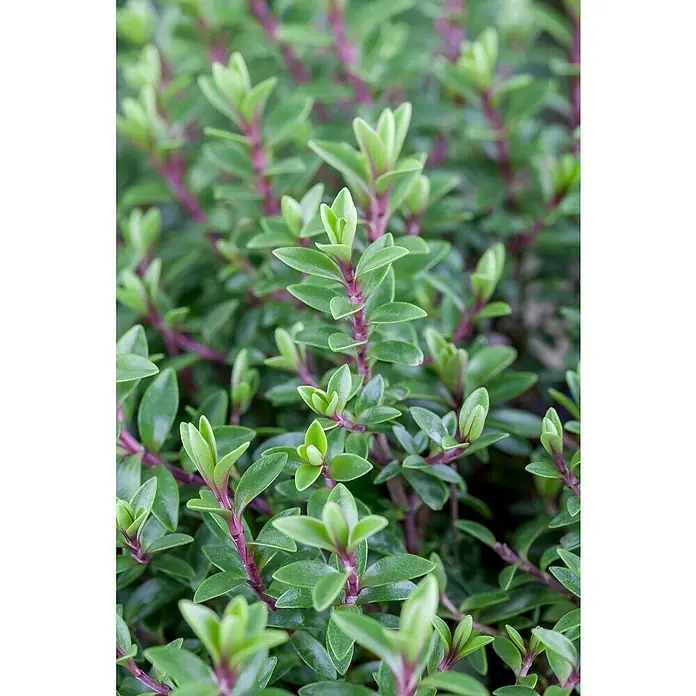 Piardino Strauchveronika - Hebe 'Green Boys' - Nahaufnahme eines niedrigen Strauchs mit kleinen grünen Blättern und lila Stängeln, der eine dichte, teppichartige Textur bildet.