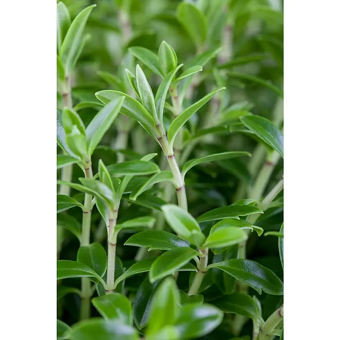 Piardino StrauchveronikaHebe 'Green Boys' - Nahaufnahme von kriechendem Thymian mit seinen kleinen, grünen Blättern und zarten Stängeln, die eine dichte, aromatische Bodendecke bilden.